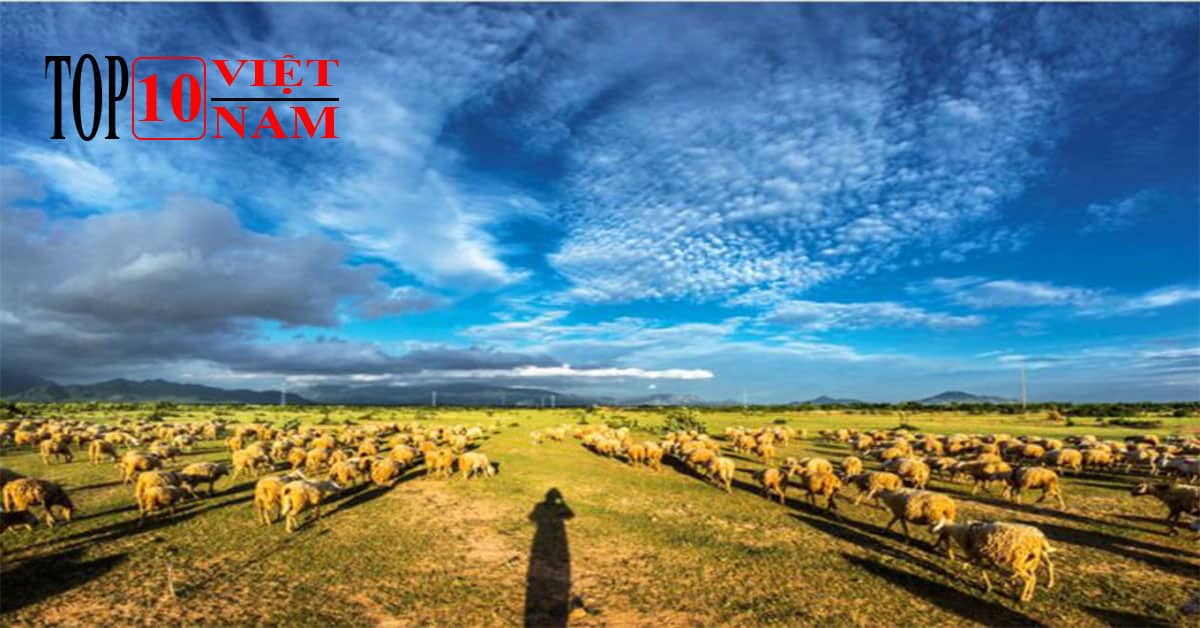 Đồng Cừu Địa Điểm Du Lịch Ninh Thuận