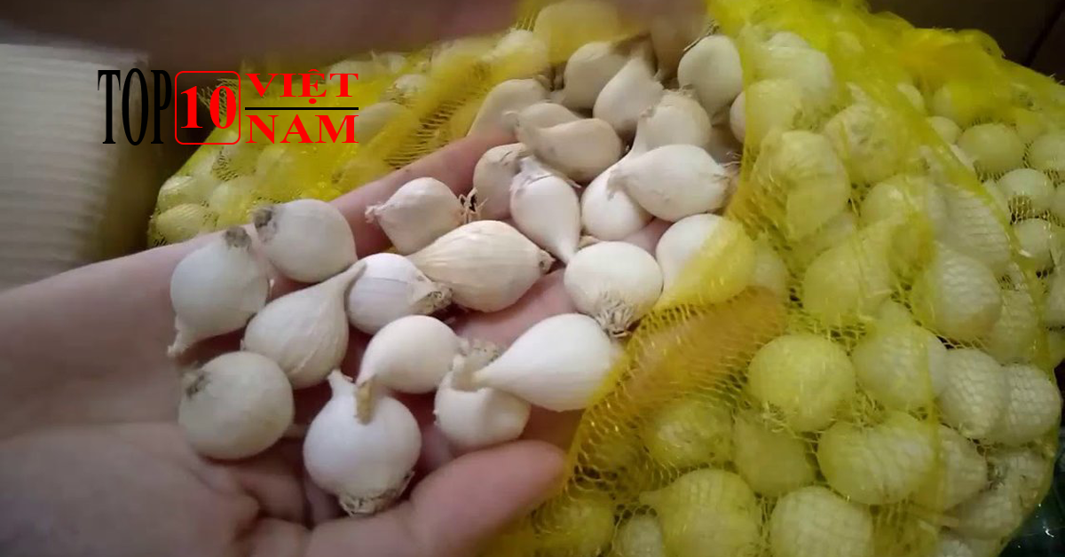 đặc sản Tỏi Phan Rang ninh thuận