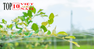 Địa Điểm Du Lịch Ở Ninh Thuận Nổi Tiếng