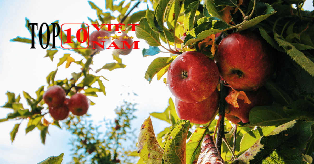 Nên ăn táo trước hay sau bữa ăn