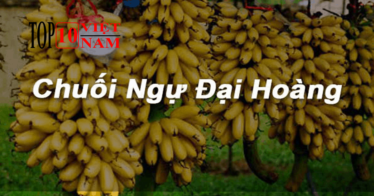Chuối Ngự Đại Hoàng-đặc sản hà nam