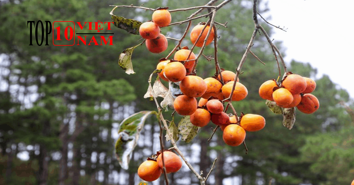 Hồng Nhân Hậu-đặc sản hà nam