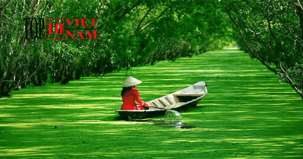 Rừng Tràm Trà Sư An Giang Là Địa Điểm Đến Du Lịch Thú Vị