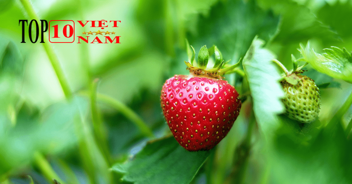 Viên Thuốc Trị Gút Mới