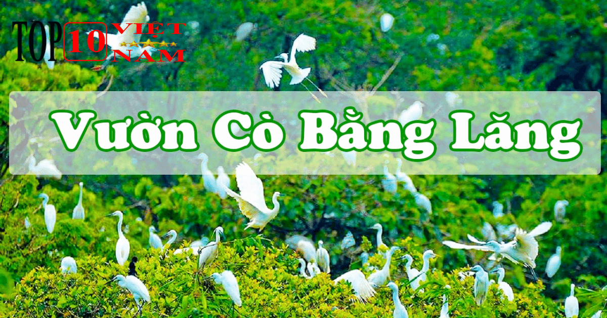 Điểm Du Lịch Vườn Cò Bằng Lăng