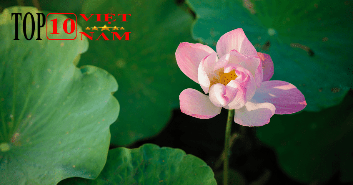 Du Lịch Cao Lãnh – Đồng Tháp Mười