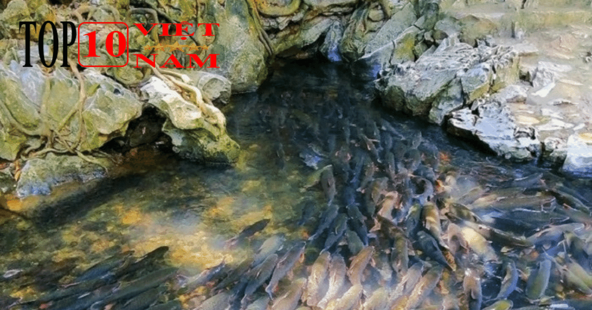 Du Lịch Ở Thanh Hóa Suối Cá Thần