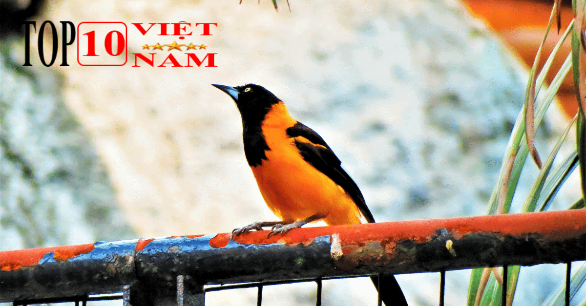 Vườn Quốc Gia Tràm Chim