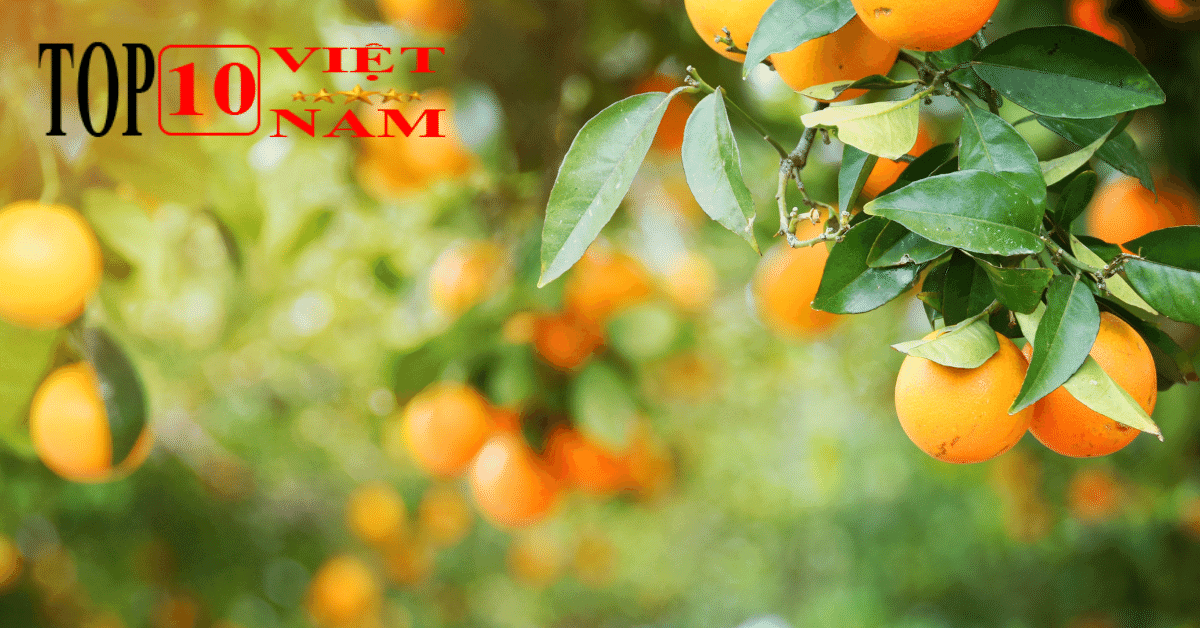 Vườn Quýt Hồng Lai Vung - Du Lịch Ở Đồng Tháp