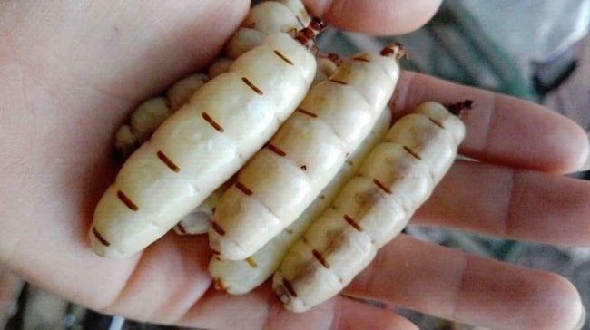 Công dụng mối chúa