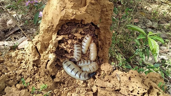 Mối chúa ngâm rượu
