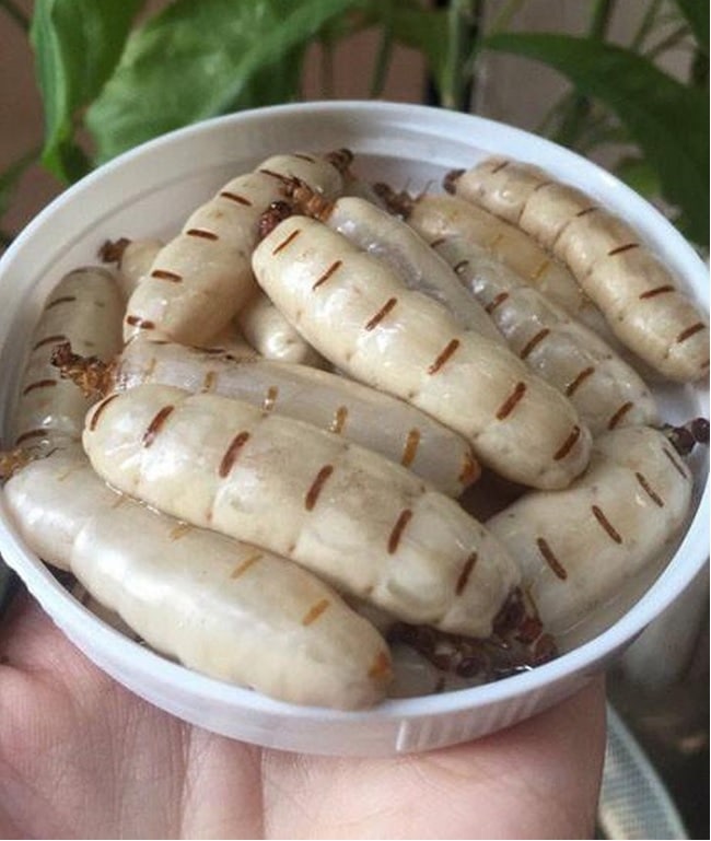 Mối chúa