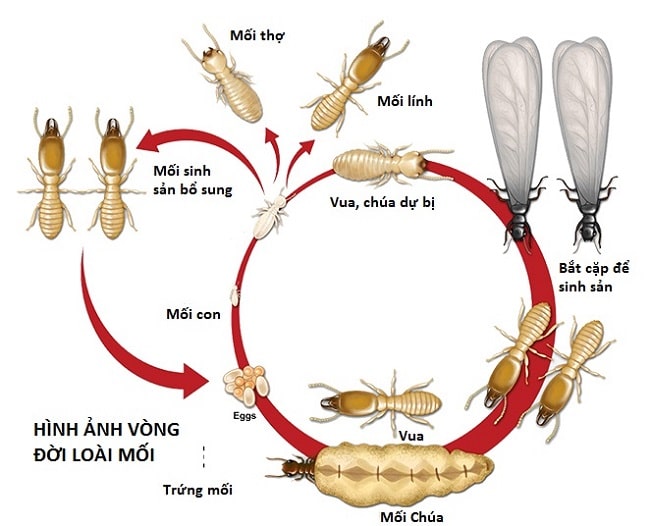 tim-hieu-thong-tin-con-moi-10 tìm hiểu thông tin các con môi