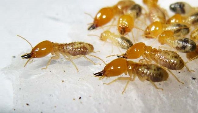 tim-hieu-thong-tin-con-moi-12 tìm hiểu mối gỗ ẩm
