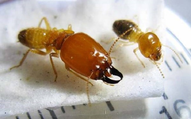 tim-hieu-thong-tin-con-moi-14 Tìm hiểu con mối đất