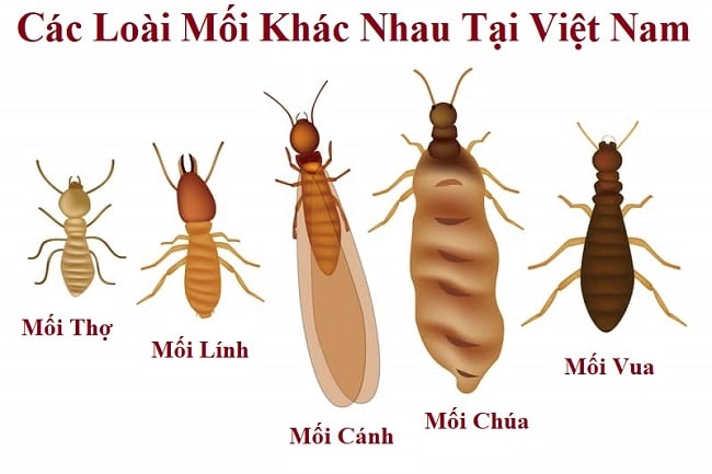 tim-hieu-thong-tin-con-moi Tìm hiểu thông tin loài mối