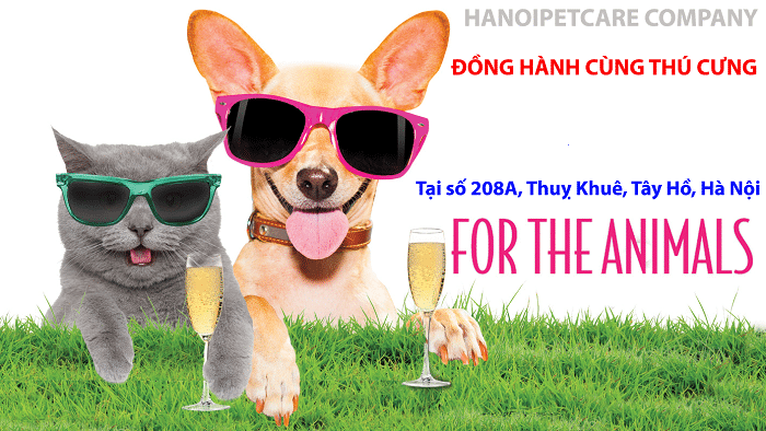 top-10-phong-kham-thu-y-uy-tin-nhat-ha-noi-hanoi-pet-care Petcare - Phòng Khám Thú Y Hà Nội