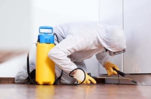 công ty diệt mối bình chánh