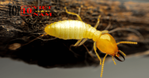 Công Dụng Của Mối Chúa Thông Tin Lưu Ý