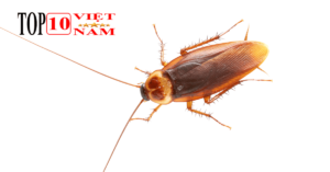 Sự thật về loài gián Đức nguy hiểm