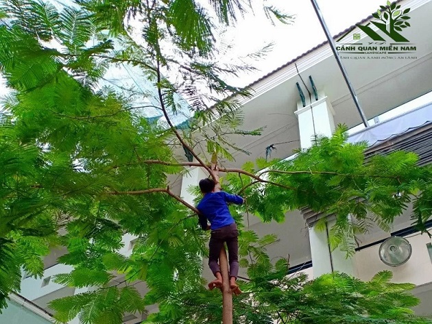 Công ty Cảnh Quan Miền Nam