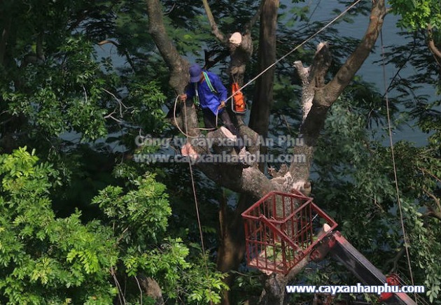 Công ty Cây Xanh An Phú