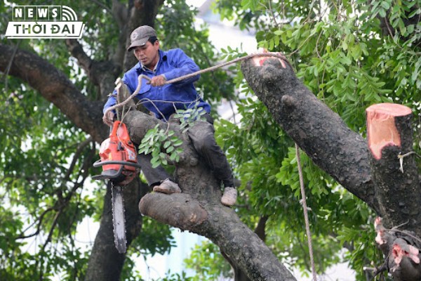 Dịch vụ cây xanh Ánh Bình