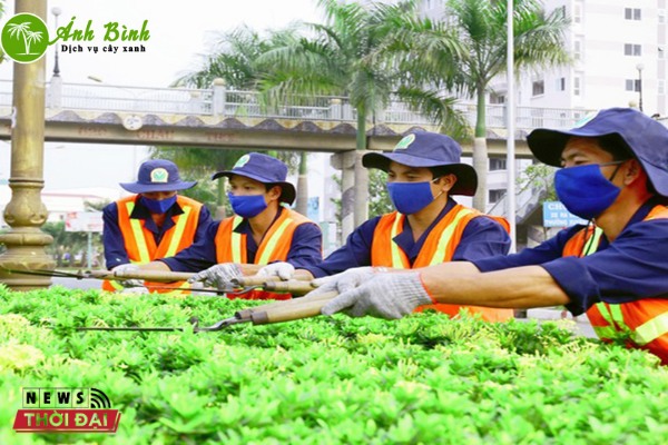 Dịch vụ cây xanh Ánh Bình