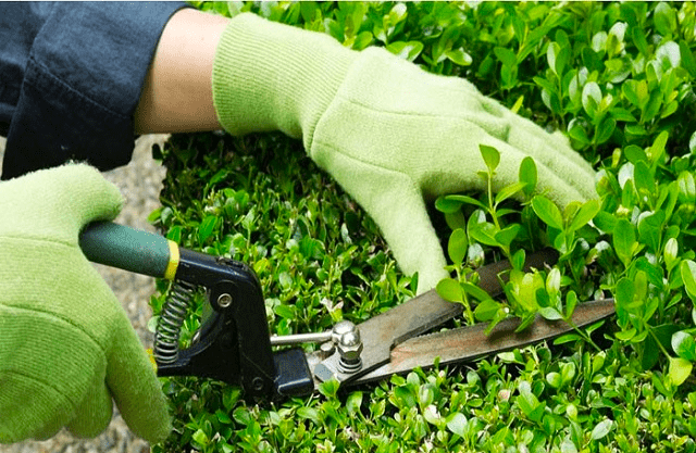 Công ty cây Xanh Athena