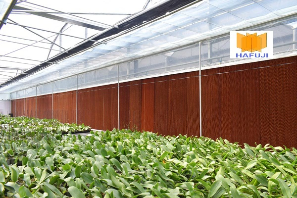 Hệ thống làm mát cây trồng