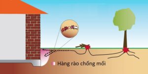 Hàng rào chống mối