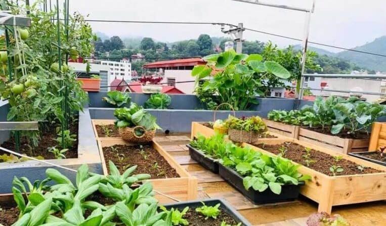 cải tạo sân thượng thành vườn