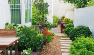 nhà hướng tây bắc nên trồng cây gì-1