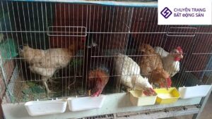 thiết kế chuồng gà trên sân thượng