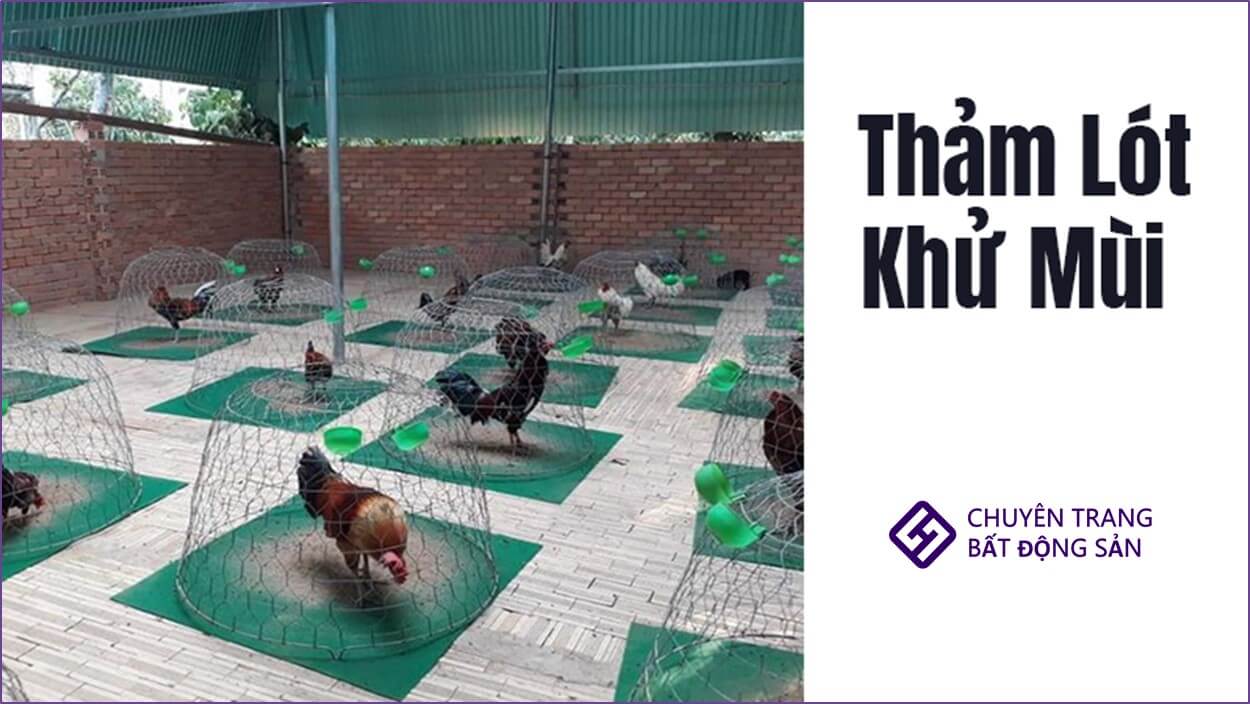 thiết kế chuồng gà trên sân thượng