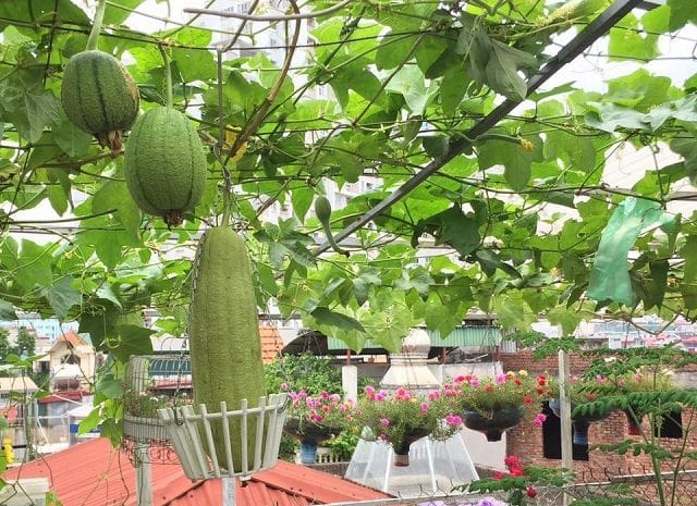 trang trí sân thượng chill